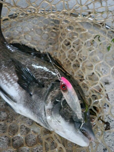 しごおわチヌトップ