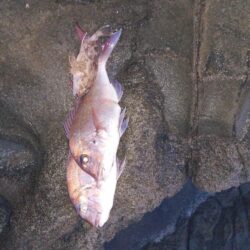 まだまだ卵も白子も小さい