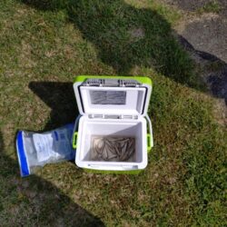 やっぱり稚鮎の唐揚げは最高ですね(^^)