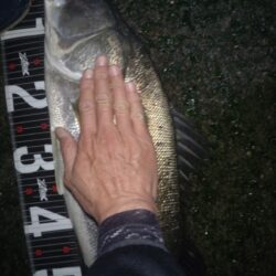 ランカー届かず