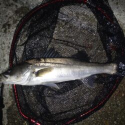 シーバス(港湾バチ抜)