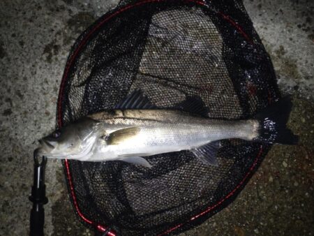 シーバス(港湾バチ抜)