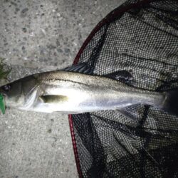 シーバス(バチ抜)