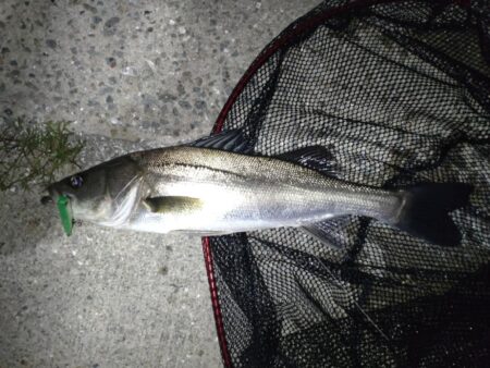 シーバス(バチ抜)