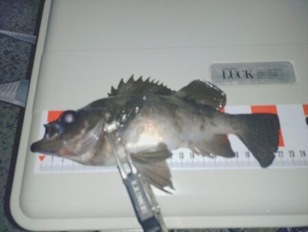 のんびり青イソメでウキ釣り