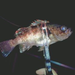 余った青イソメでまたまたウキ釣りメバル