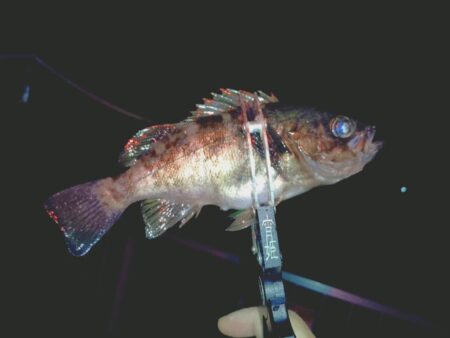 余った青イソメでまたまたウキ釣りメバル