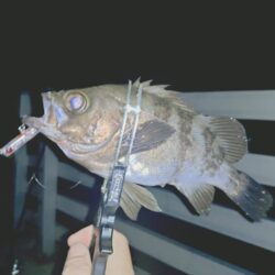 厳しいメバリング