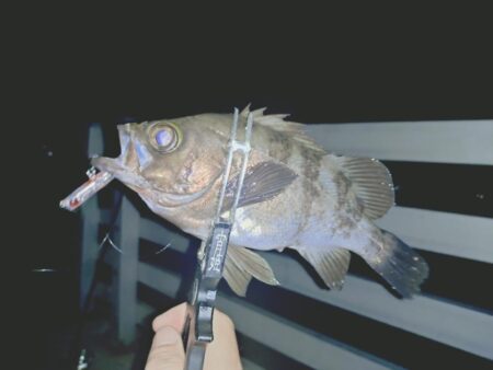 厳しいメバリング