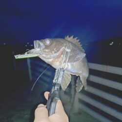 粘り勝ちプラッキング