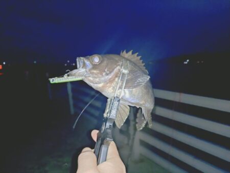 粘り勝ちプラッキング