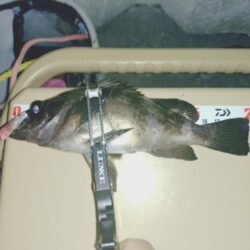 初プラグ試し釣り🎣