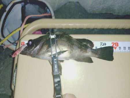 初プラグ試し釣り🎣