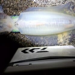 アオリイカ自己記録大幅更新