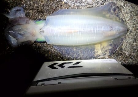 アオリイカ自己記録大幅更新