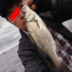 ヒラセイゴ釣れました!