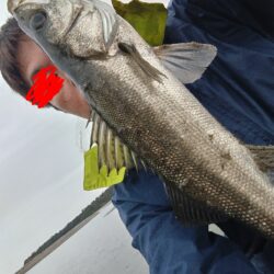 シーバス（フッコ）釣れました!