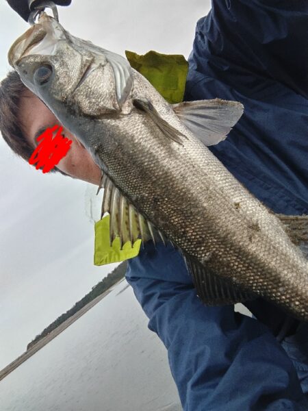 シーバス（フッコ）釣れました!