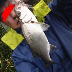 ソゲとヒラセイゴが釣れました!
