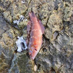 この時期にこやつが