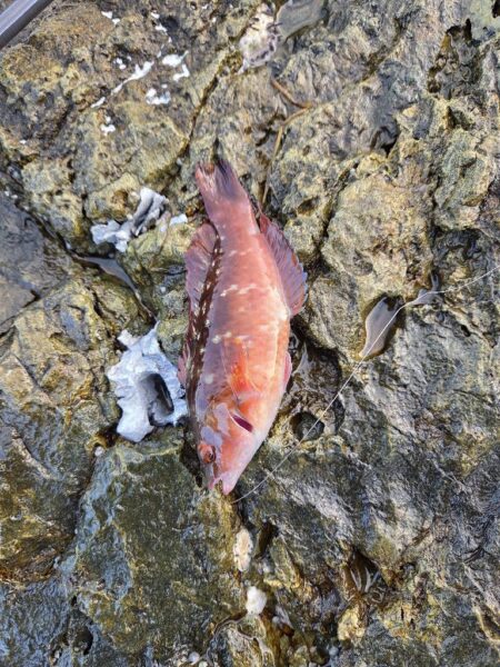 この時期にこやつが