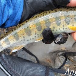 引原本流で良型連発！