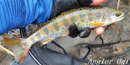 引原本流で良型連発！