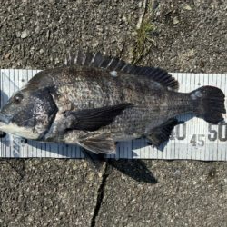 イチノ兄弟、釣果！