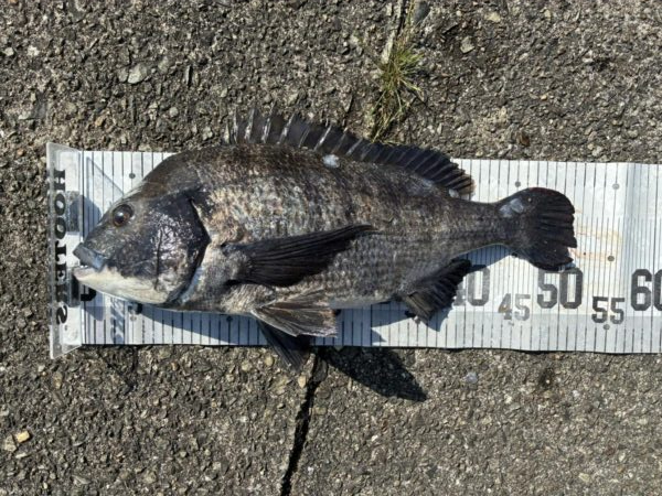 イチノ兄弟、釣果！