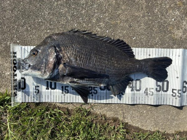 イチノ兄弟、釣果！