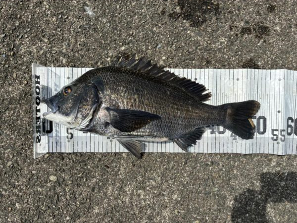 イチノ兄弟、釣果!