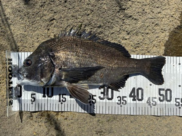 イチノ兄弟、釣果！