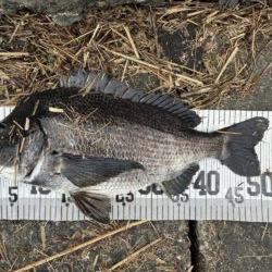 イチノ兄弟、釣果！