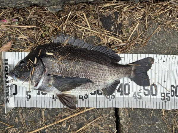 イチノ兄弟、釣果！