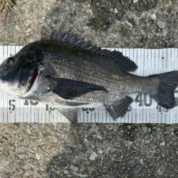 イチノ兄弟、釣果！