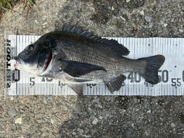 イチノ兄弟、釣果！