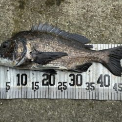 イチノ兄弟、釣果！