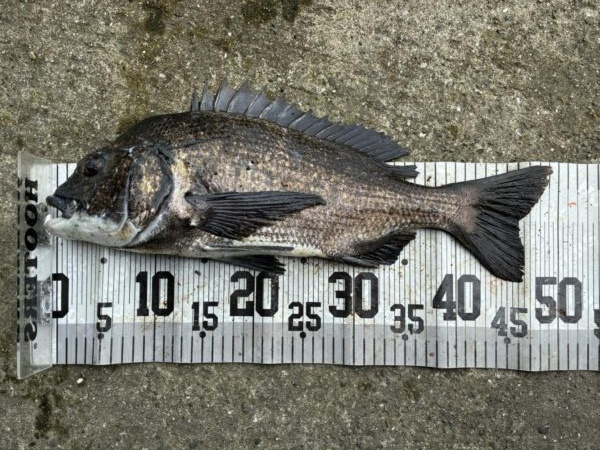 イチノ兄弟、釣果！