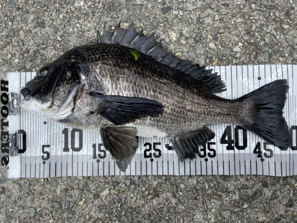 イチノ兄弟、釣果！