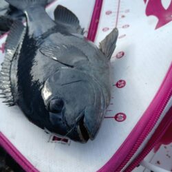 和歌山市江（吉丸渡船）でグレ釣り