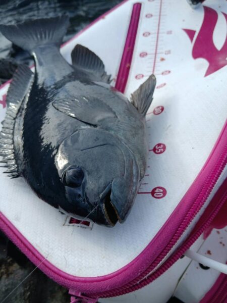 和歌山市江（吉丸渡船）でグレ釣り