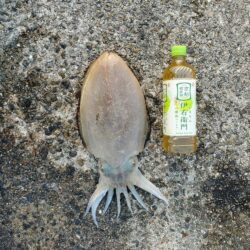 春アオリイカ狙い