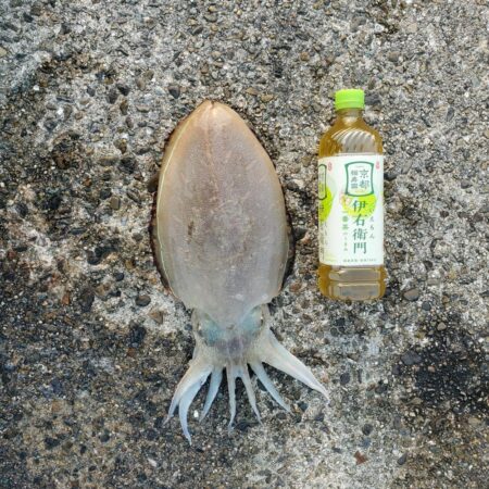 春アオリイカ狙い