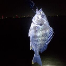 ノッコミスタート シーバスも