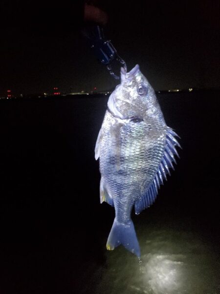 ノッコミスタート シーバスも