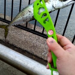 そろそろアジが釣れるかも