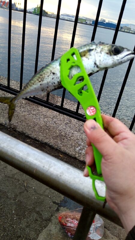 そろそろアジが釣れるかも