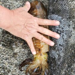 春アオリイカ狙い