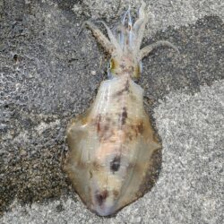 春アオリイカ狙い