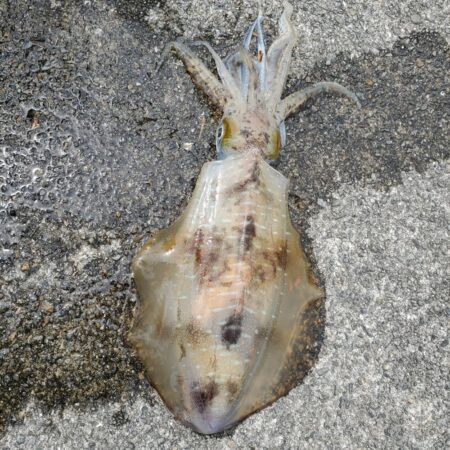 春アオリイカ狙い